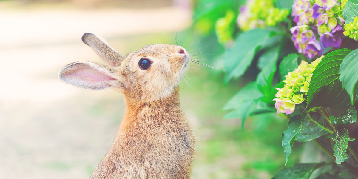 Anti rabbit fencing clearance